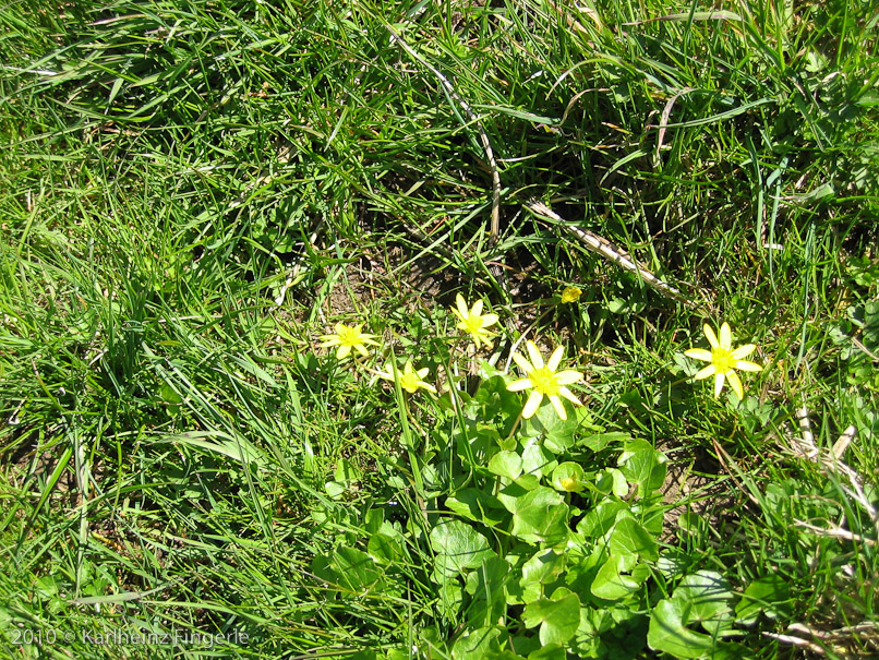 Scharbockkraut 