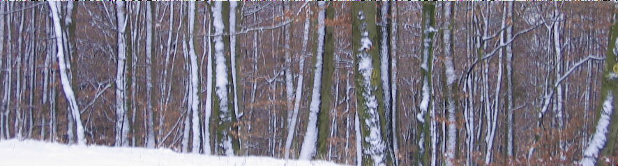 Winterwald