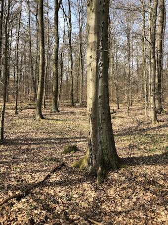 kranke_buche_nahe_b7