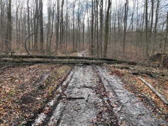 Vorschaubild liegender Baum