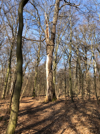 Vorschaubild Eiche stehend