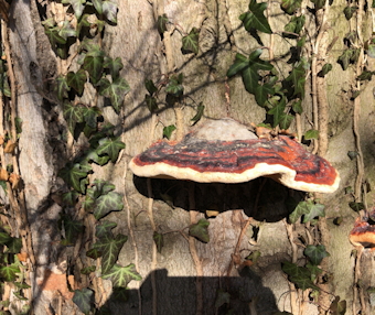 Vorschaubild Fomitopsis 1