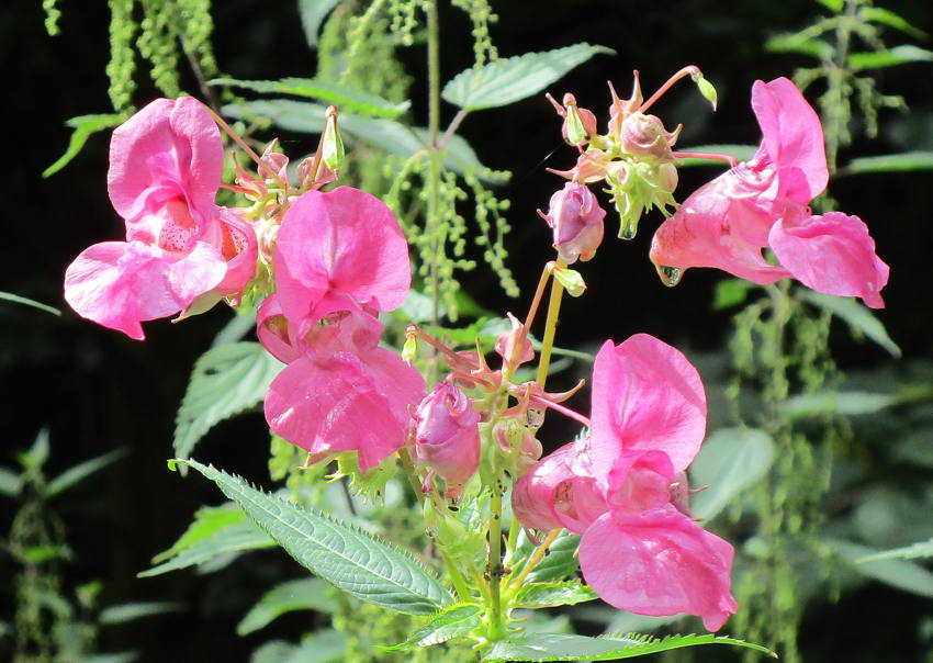  Vorschaubild Impatiens glandulifera