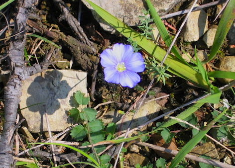Vorschaubild Linum leonii
