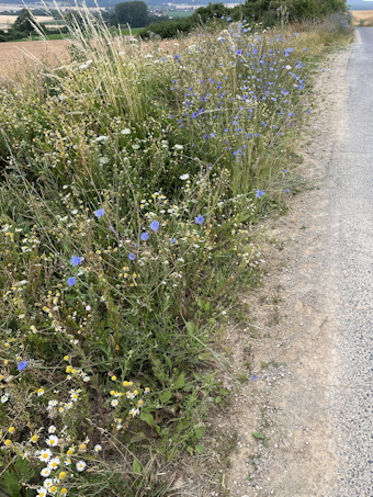 Vorschaubild Vegetation am Wegesrand