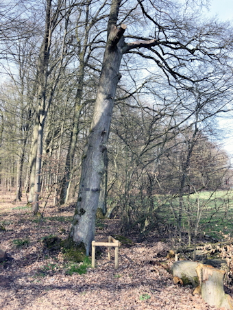 toter_baum_im_ruhewald_schaeferberg