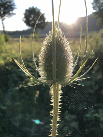 Vorschaubild 2 Wilde-Karde